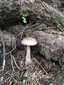 Szürke selyemgomba (Amanita vaginata), Retyezát